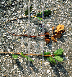 Picture of Quercus dumosa 