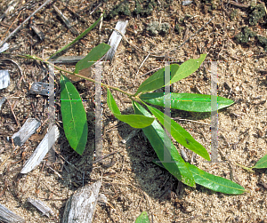 Picture of Quercus incana 