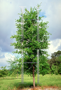 Picture of Quercus incana 