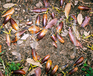 Picture of Quercus wislizenii 