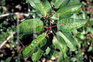 Picture of Frangula californica 