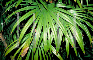 Picture of Rhapis humilis 