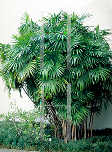 Picture of Rhapis humilis 