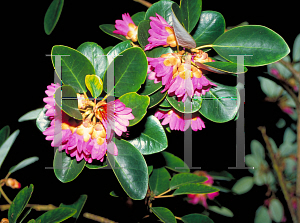 Picture of Rhodoleia championii 