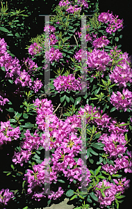 Picture of Rhododendron catawbiense 