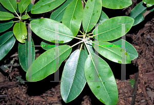 Picture of Rhododendron catawbiense 