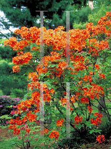 Picture of Rhododendron (subgenus Azalea) 'Brazil'