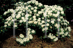 Picture of Rhododendron (subgenus Rhododendron) 'Boule de Neige'