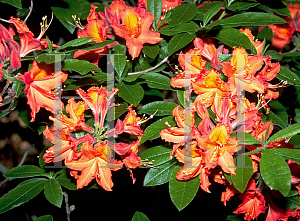 Picture of Rhododendron (subgenus Azalea) 'Balzac'