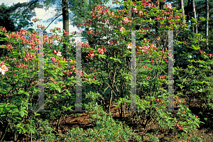 Picture of Rhododendron (subgenus Azalea) 'Cecile'