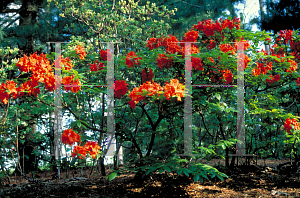 Picture of Rhododendron (subgenus Azalea) 'Firefly'