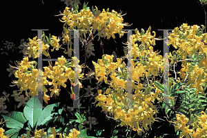 Picture of Rhododendron luteum 