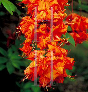 Picture of Rhododendron (subgenus Azalea) 'Gibraltar'