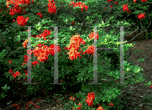 Picture of Rhododendron (subgenus Azalea) 'Gibraltar'