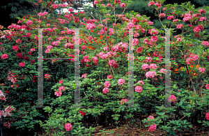 Picture of Rhododendron (subgenus Azalea) 'Homebush'