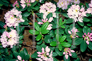 Picture of Rhododendron catawbiense 'Janet Blair'