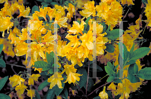 Picture of Rhododendron japonicum 