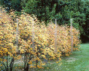 Picture of Rhododendron austrinum 