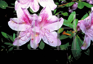 Picture of Rhododendron (subgenus Azalea) 'George L. Taber'