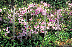 Picture of Rhododendron (subgenus Azalea) 'George L. Taber'