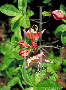 Picture of Rhododendron micranthum 