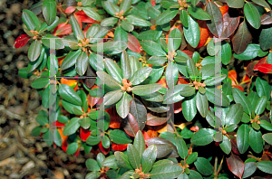 Picture of Rhododendron (subgenus Rhododendron) 'PJM'