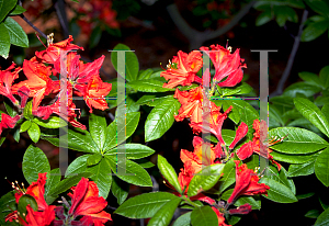 Picture of Rhododendron (subgenus Azalea) 'Primrose'