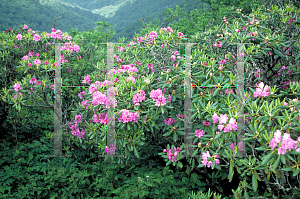 Picture of Rhododendron catawbiense 