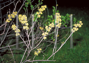 Picture of Rhus aromatica 