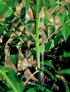 Picture of Rhus glabra 