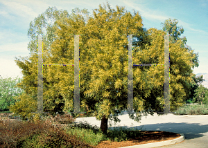 Picture of Rhus lancea 