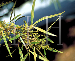 Picture of Rhus lancea 