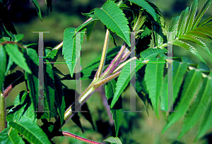 Picture of Rhus typhina 