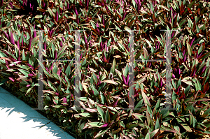 Picture of Tradescantia spathacea 