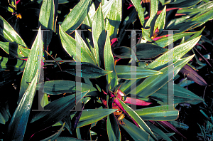 Picture of Tradescantia spathacea 