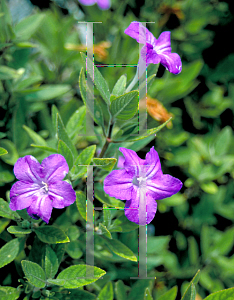 Picture of Ruellia caroliniensis 