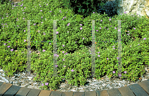 Picture of Ruellia caroliniensis 