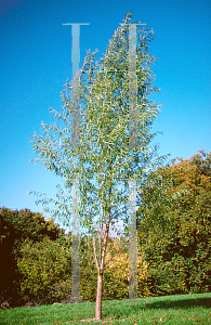 Picture of Salix matsudana 