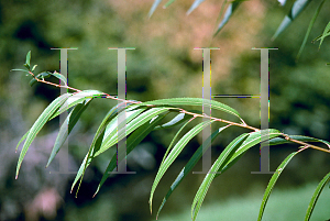 Picture of Salix matsudana 