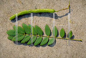 Picture of Senna spectabilis 