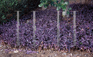 Picture of Tradescantia pallida 