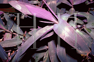 Picture of Tradescantia pallida 