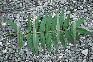 Picture of Sorbaria sorbifolia 
