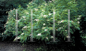 Picture of Sorbaria sorbifolia 