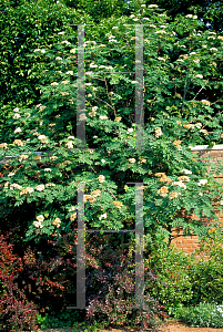 Picture of Sorbus americana 