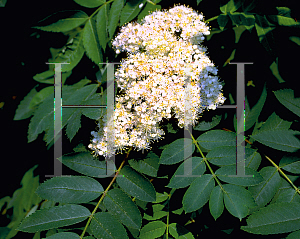 Picture of Sorbus americana 
