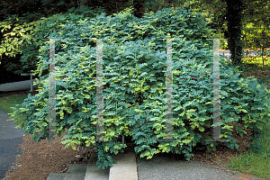 Picture of Sophora japonica 'Pendula'