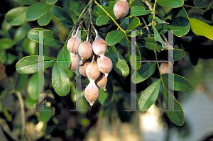 Picture of Sophora secundiflora 