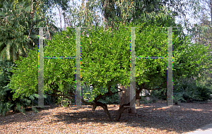 Picture of Sophora secundiflora 