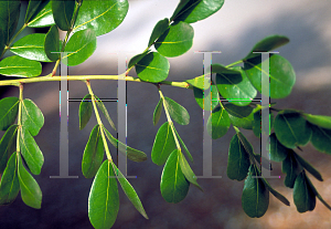 Picture of Sophora secundiflora 